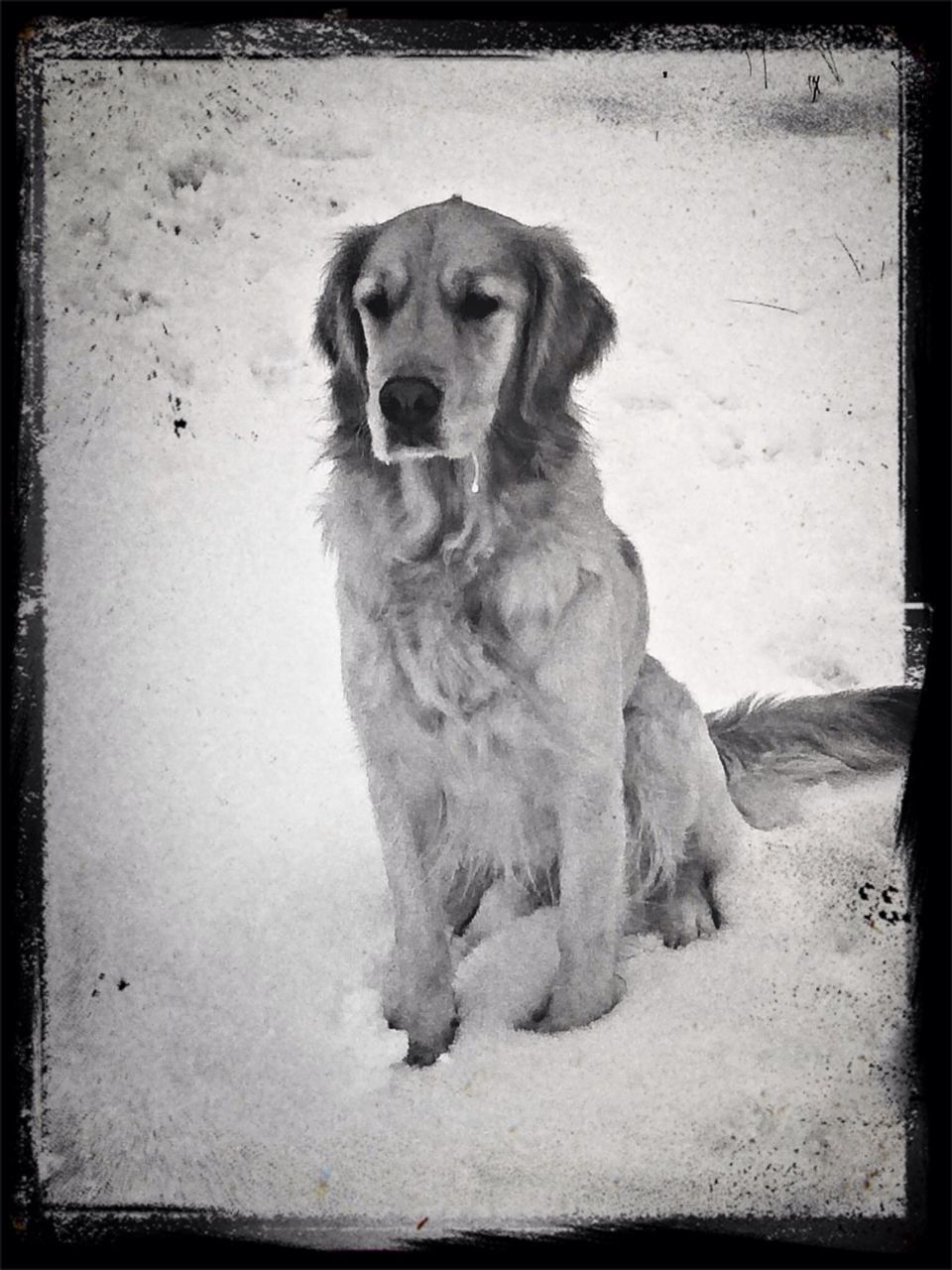 animal themes, one animal, mammal, transfer print, pets, dog, domestic animals, sitting, auto post production filter, full length, relaxation, wall - building feature, portrait, looking away, no people, outdoors, wildlife, day, zoology