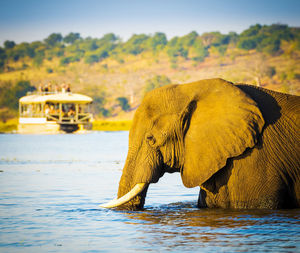 Elephant drinking water