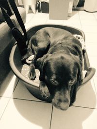 Portrait of a dog resting