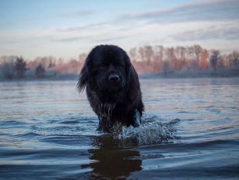 Dog in a lake