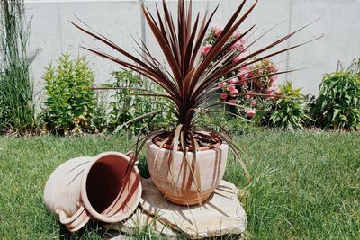 Close-up of potted plants on field in yard