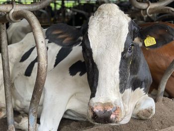 Close-up of cow