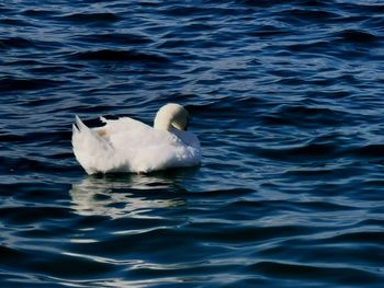 Swan swimming in sea