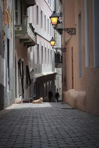 Dog on cobblestone street amidst buildings