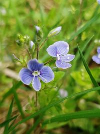 Close-up of purple flowering plant