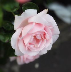 Close-up of pink rose