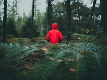 Rear view of woman in red forest