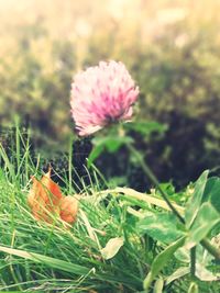Close-up of pink flowering plants on land