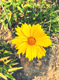 plant