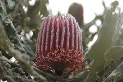 Close-up of succulent plant