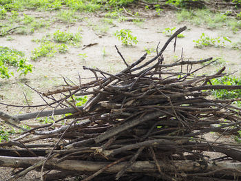 Close-up of tree branch