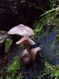 Close-up of mushroom on tree in forest