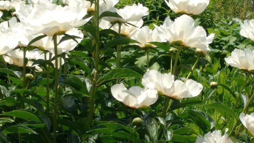 Close-up of white flowers