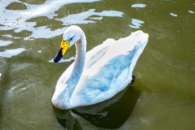 High angle view of swan swimming in lake