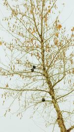 Low angle view of tree against sky