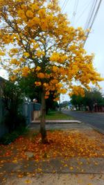 Autumn trees by road against sky