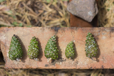 High angle view of plants growing on wood