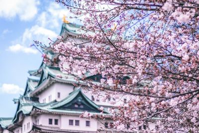 Low angle view of cherry blossom tree