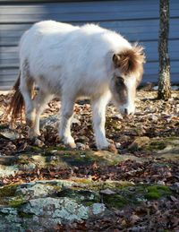 Close-up of dog