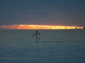 Flock of birds flying over sea