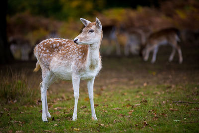Deer looking away while standing on grassy field