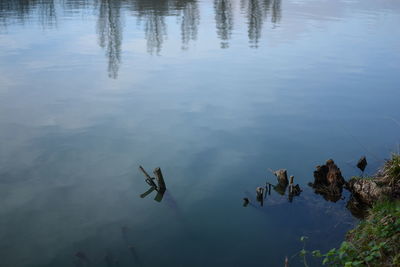 Reflection of trees in water