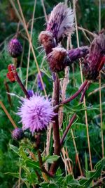 Close-up of thistle flowers