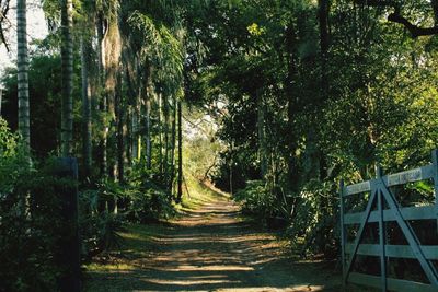 Narrow pathway along trees in forest