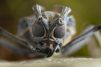 Close-up portrait of a butterfly