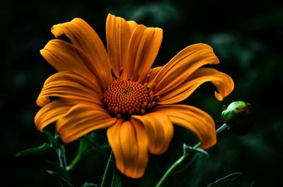 Close-up of yellow flower