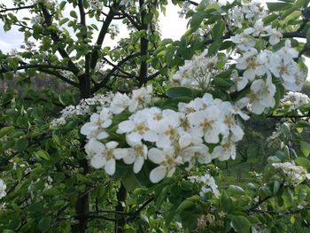 Low angle view of white flowers on tree against sky