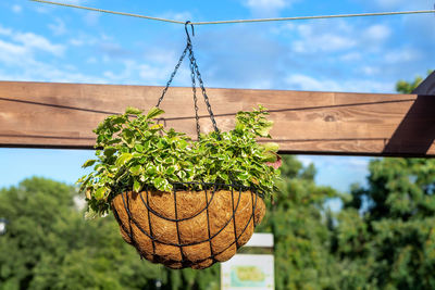 Close-up of vegetables hanging on tree against sky