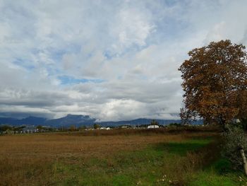 Scenic view of field against sky