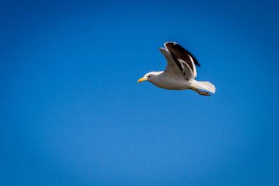 Low angle view of seagull flying against clear blue sky