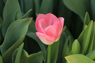 Close-up of pink flowering plant