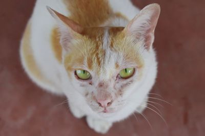 Close-up portrait of cat