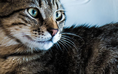 Close-up portrait of cat