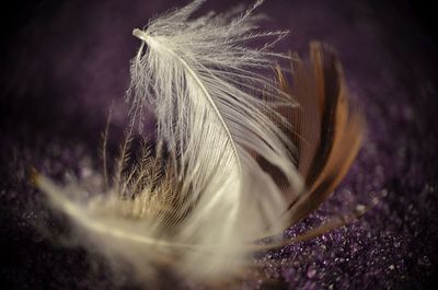 Close-up of feather