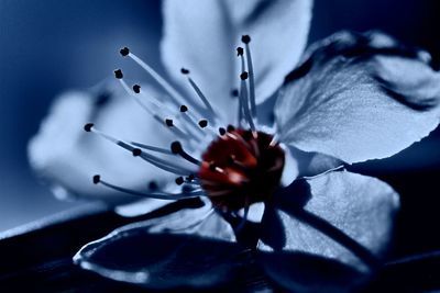 Close-up of flower blooming outdoors