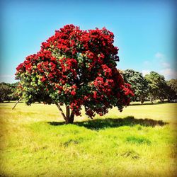 Red flower tree against sky