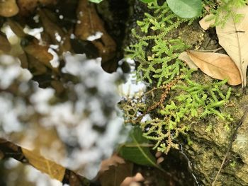 High angle view of leaves on tree trunk