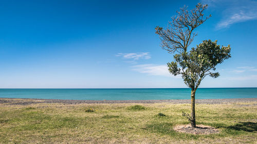 Solitary tree with three layers - coast, ocean, blue sky. napier, north island of new zealand