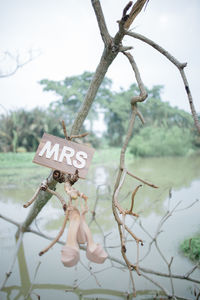 Close-up of text on branch against sky