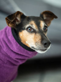 Close-up portrait of dog looking away