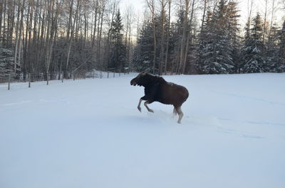 Dog running on snow covered land
