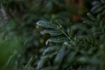 Close-up of wet plant