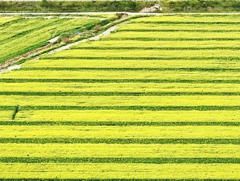 Scenic view of agricultural field