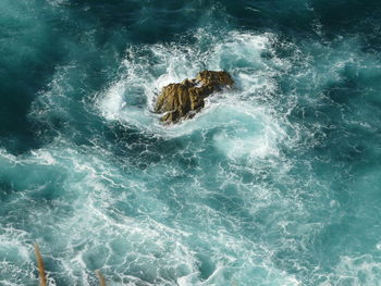 High angle view of whale swimming in sea