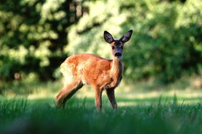 Portrait of deer standing on field