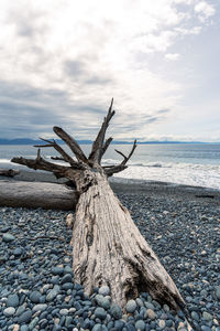 Driftwood on beach by sea against sky